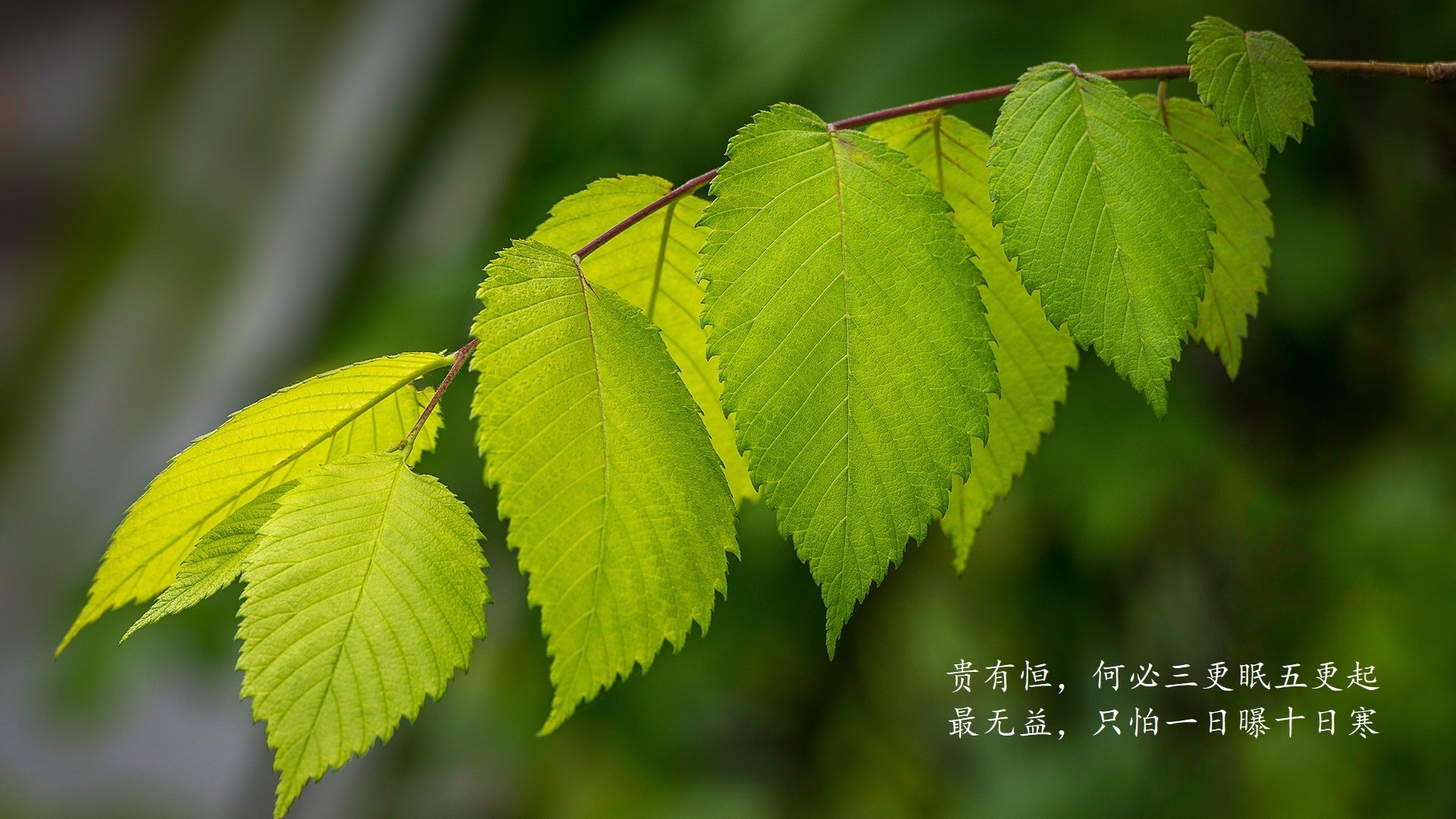 中甲联赛的俱乐部球员发展，中甲联赛的俱乐部球员发展如何