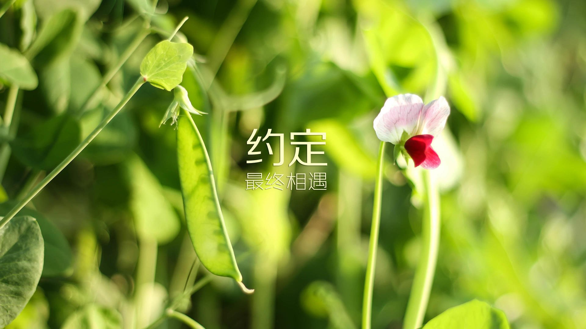 爱游戏服务-巴萨主场3-0战胜贝蒂斯，进攻端火力全开