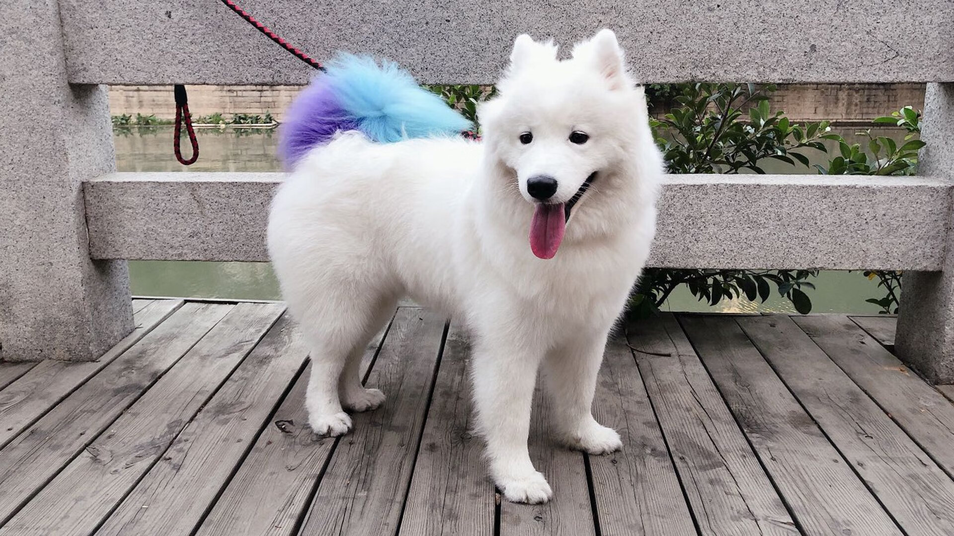 欧冠淘汰赛:那不勒斯希望染指冠军宝座,那不勒斯欧战成绩