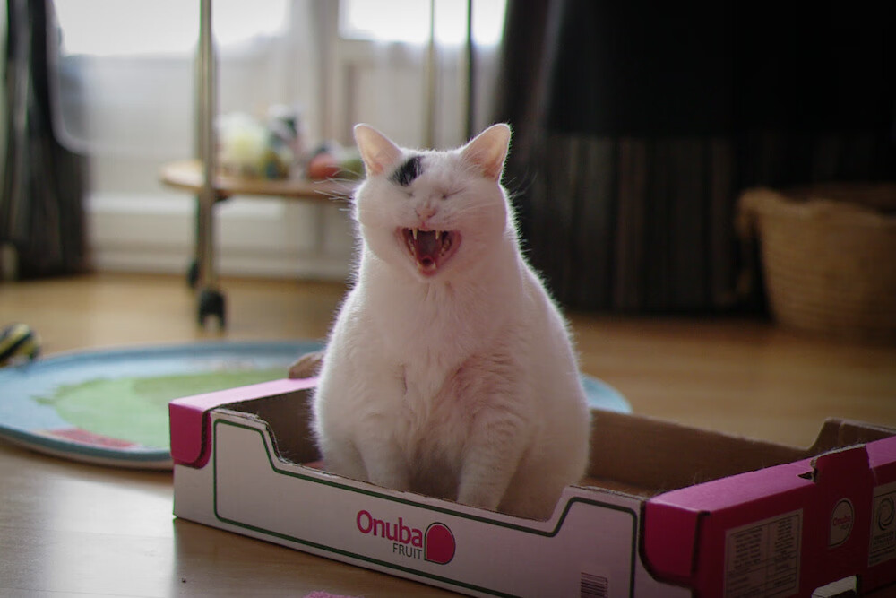 英超球队利用运动生理数据优化比赛恢复策略,英超训练