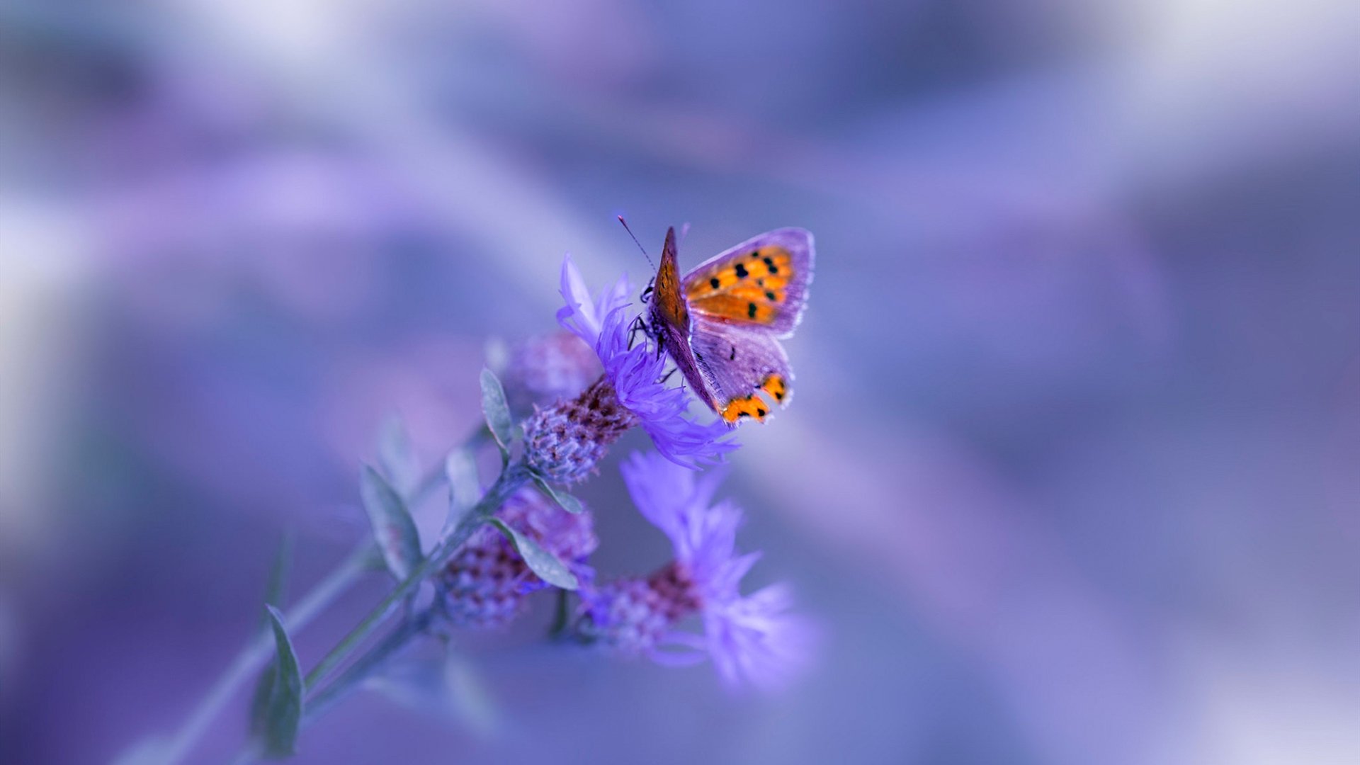 西甲俱乐部区域合作打造球迷生态圈案例,西甲俱乐部名称