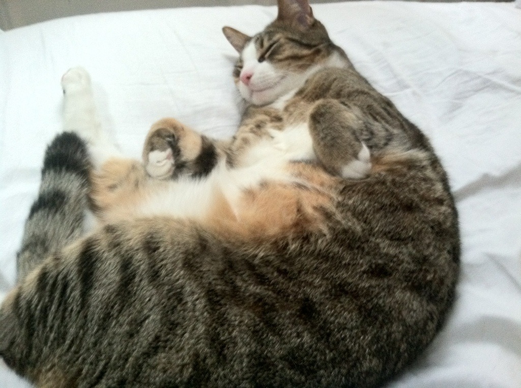 英超裁判语义模型在多语境下提升判罚准确性,英超联赛裁判