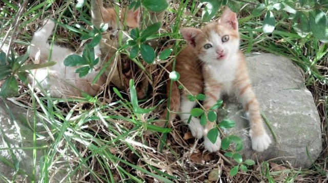 东亚杯中国女足惨败 技术问题暴露无遗,东亚杯女足比赛结果