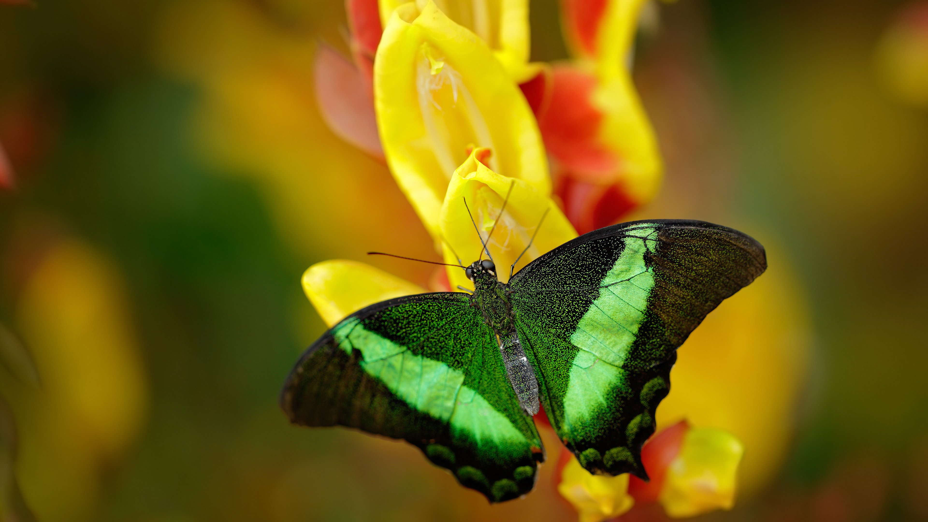 五大联赛是否因反击频率提升而调整边后卫站位，五大联赛的强队
